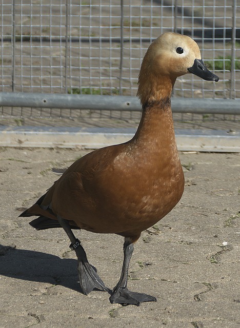 年欧冠决赛